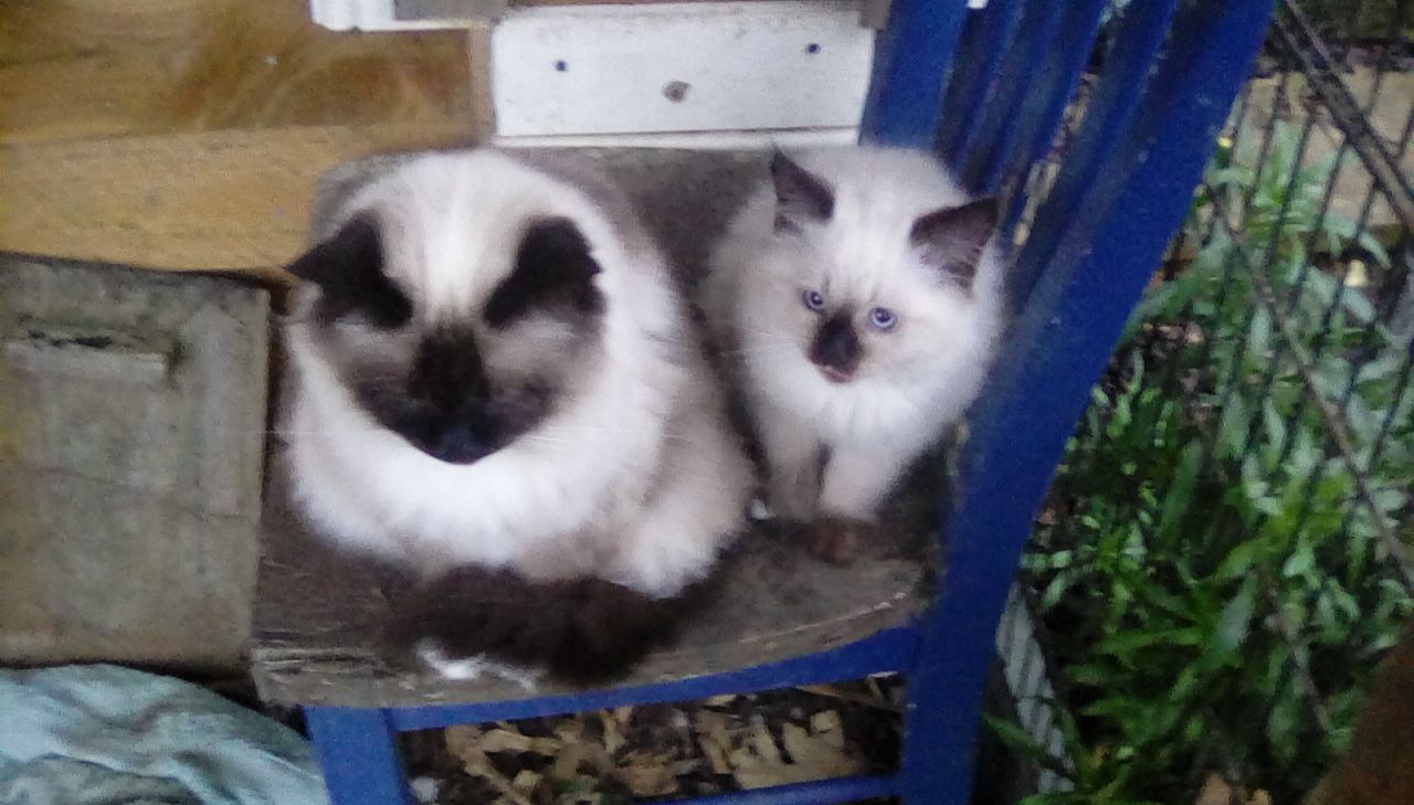 Birman Kittens For Sale