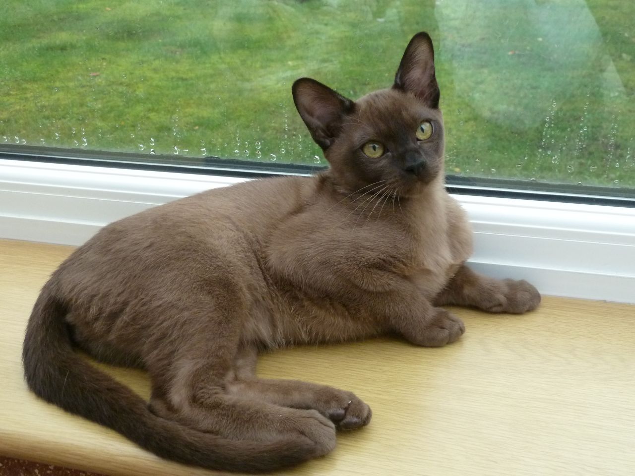 Beautiful Burmese Kitten Available