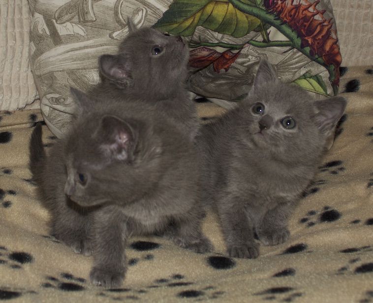 Chartreux Kittens for sale