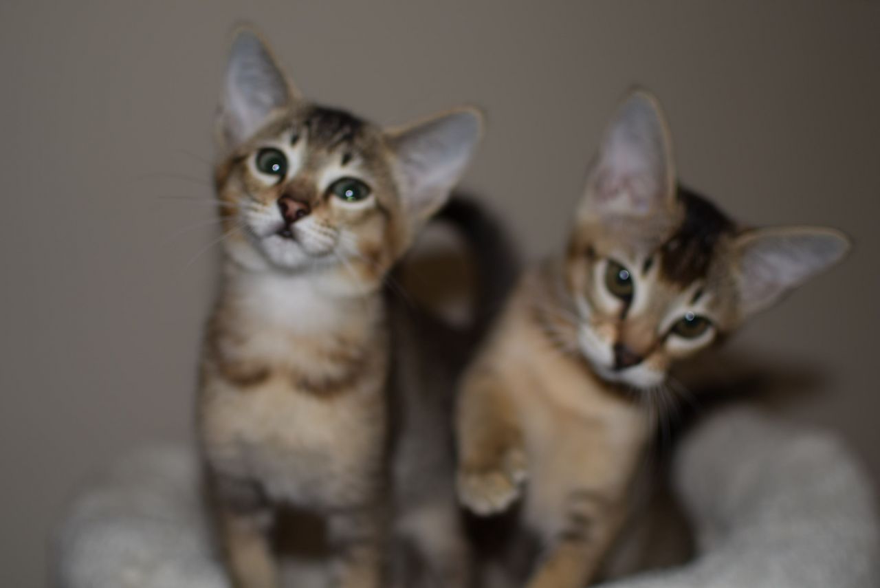 Chausie Kittens Tica Registered