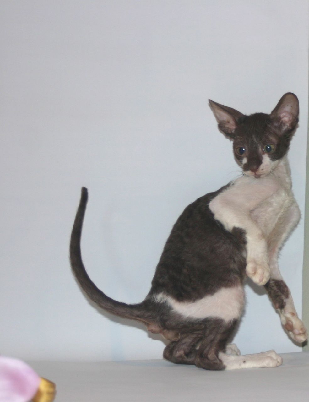 Cornish Rex Kittens available 