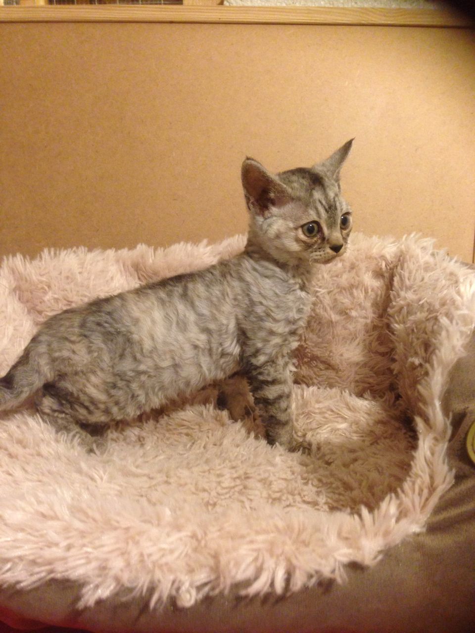 Gccf Pedigree Devon Rex Kitten