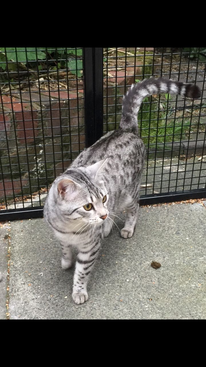 Beautiful Egyptian Mau kittens 