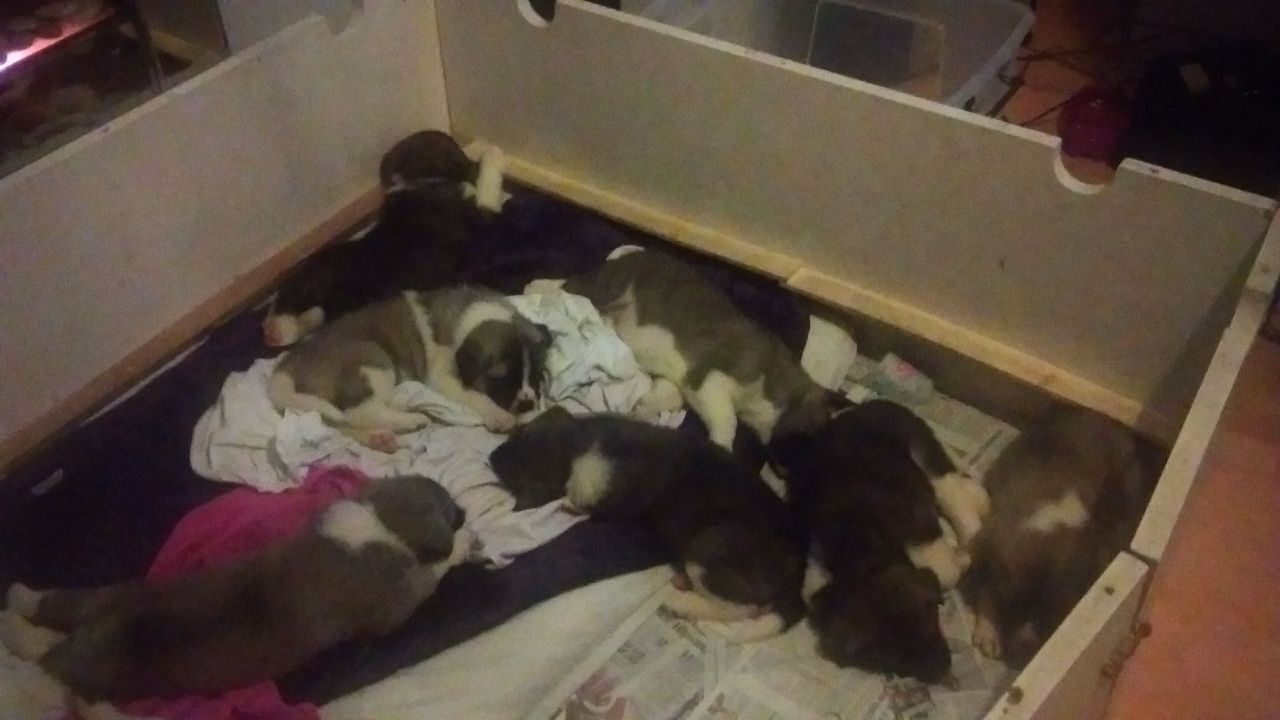 Chunky American Akita Pups Ready Now