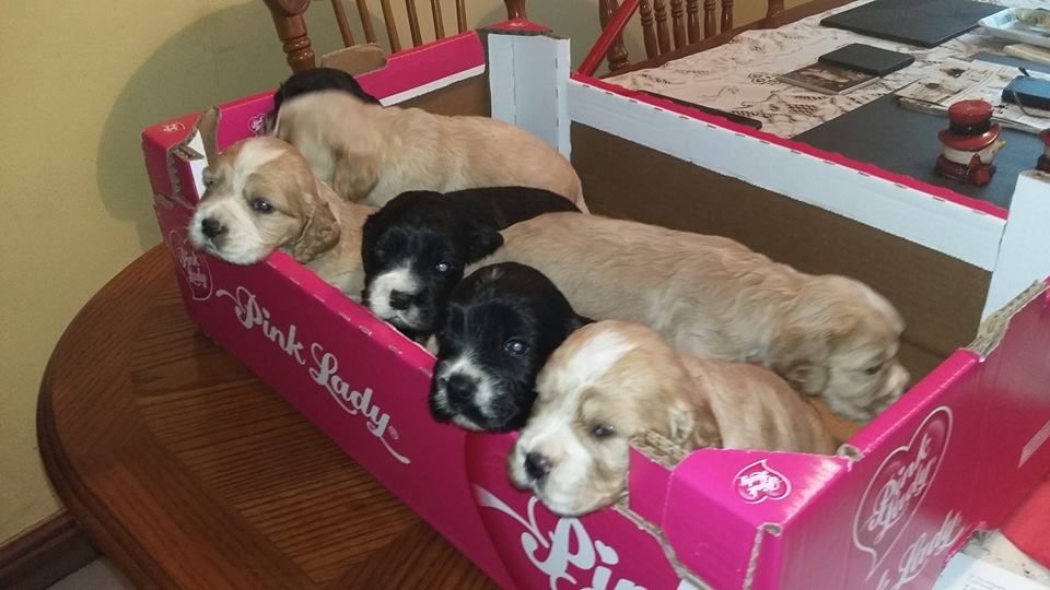 Gorgeous Spaniel Pups