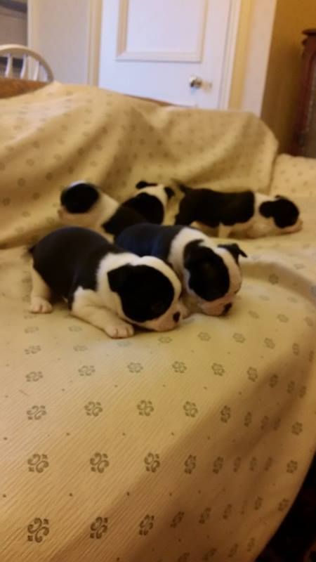 Boston Terrier 15/16ths