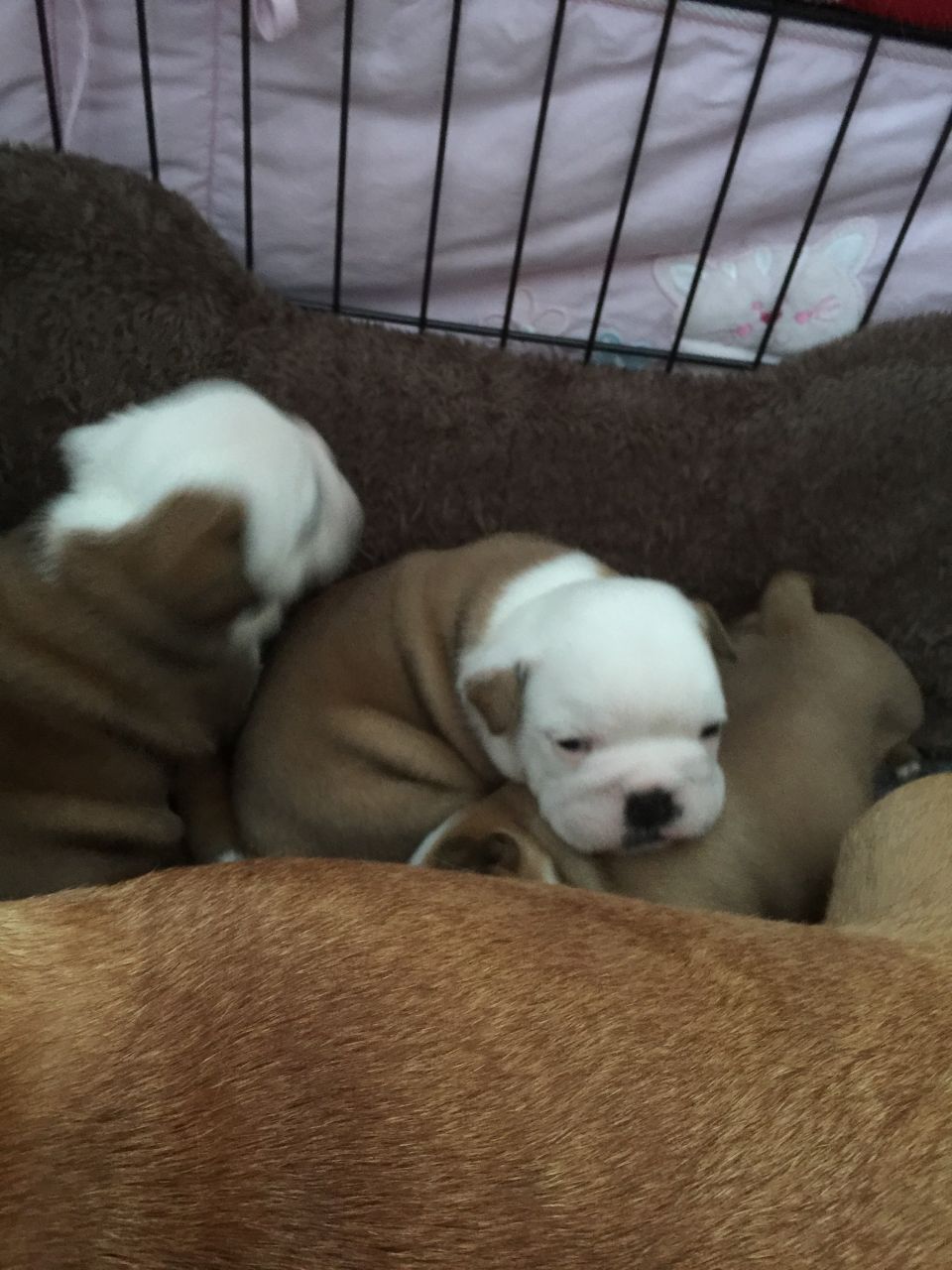 British Bulldog Pups 