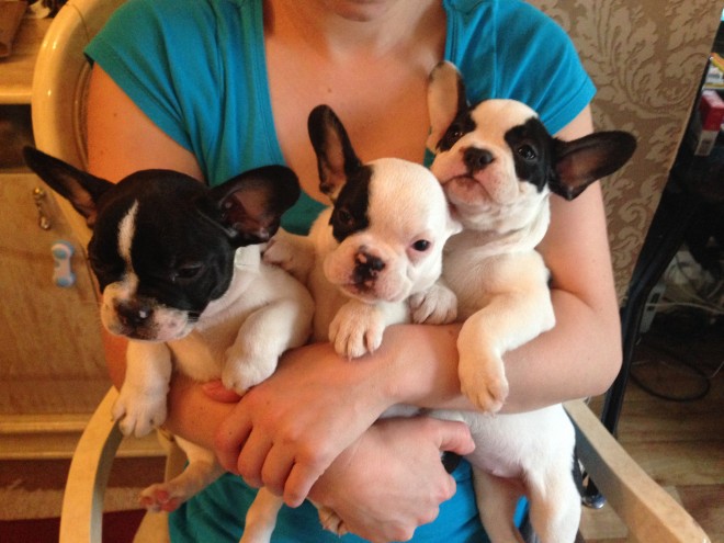 Stunning Kc Reg French Bulldog Puppies