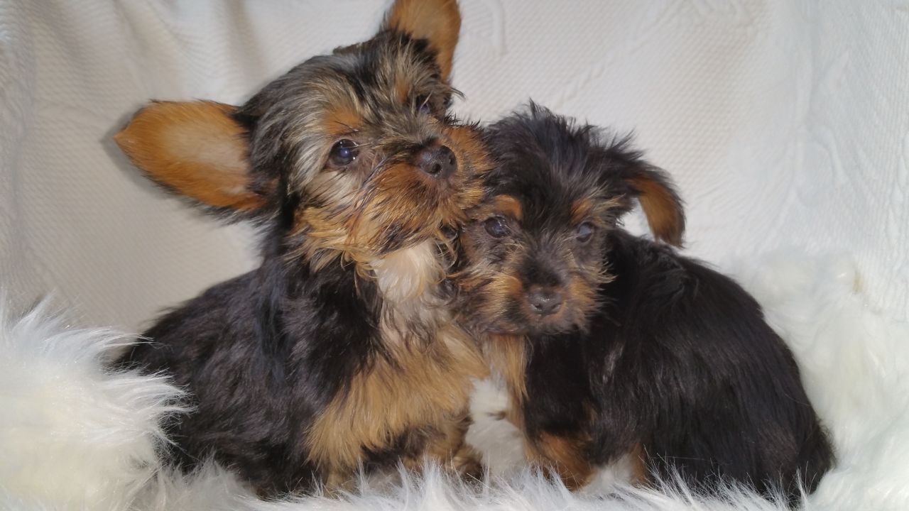 Adorable Yorkshire Terrier Puppies .