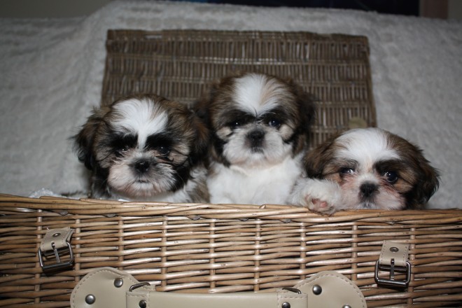 Kc Beautiful Shih Tzu