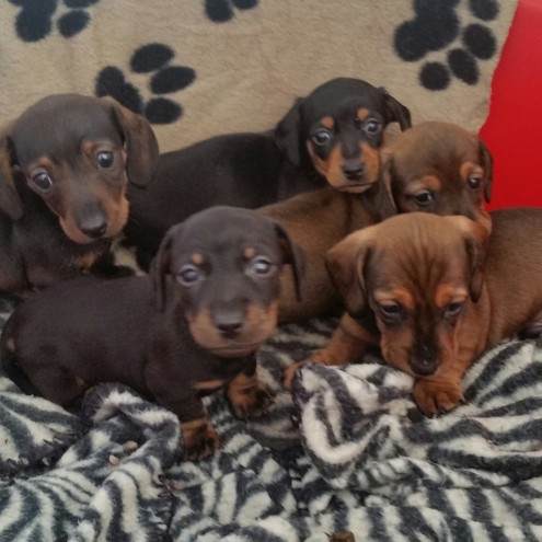 Dachshund Puppies For Sale