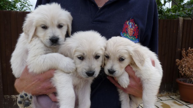 Beautiful Golden Pup For Sale