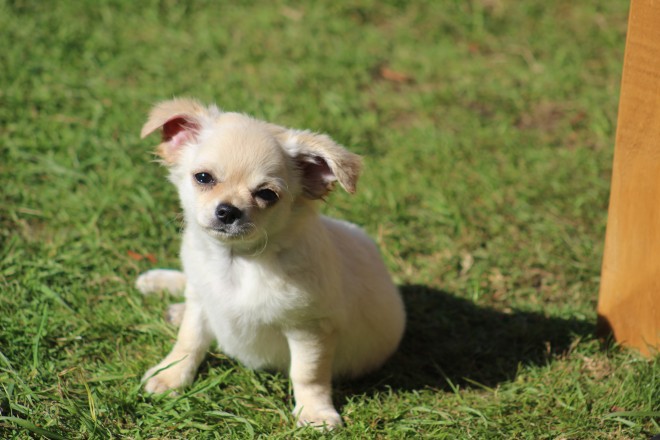 Beautiful Chihuahua Puppies