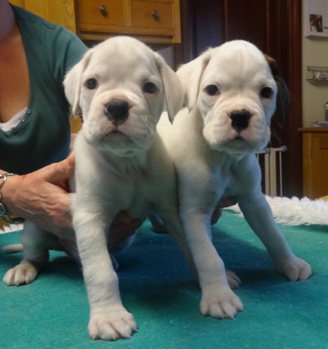 Beautiful Boxer Babies