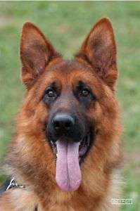 Woodside German Shepherds - Puppies and Adults