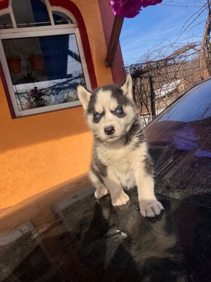 Charming Siberian husky puppies available