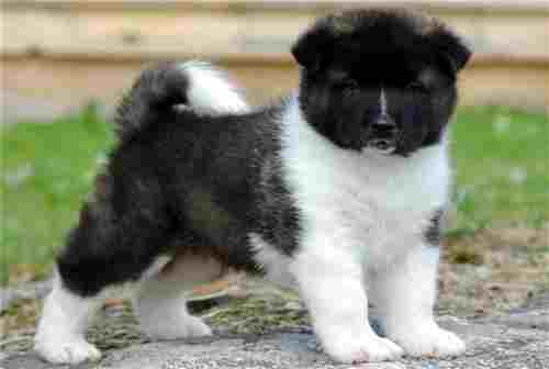  nice Akita puppies for adoption