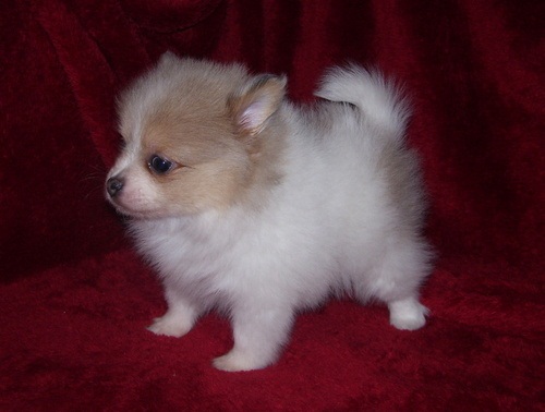 adorable looking Pomeranian puppies for sale