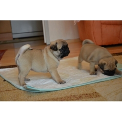  *READY NOW* BEAUTIFUL AKC REGISTERED FAWN & BLACK PUG PUPPIES 