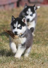 AKC Registered Blue Eyes Siberian Husky Puppies