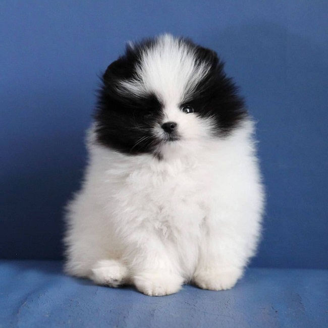 Beautiful KC registered pomeranian puppies