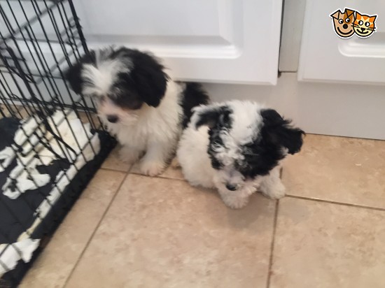male and female maltese pupoies for adoption