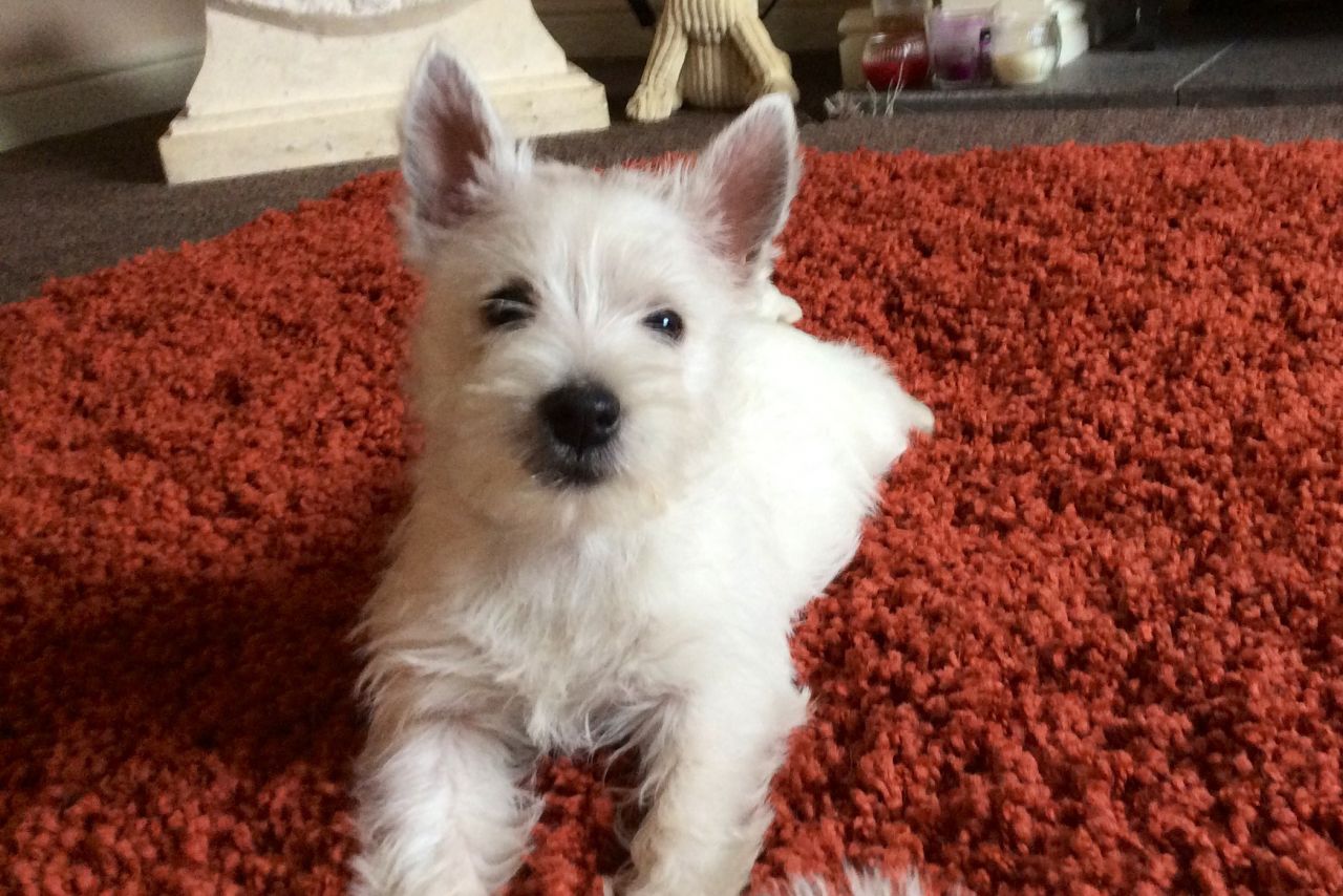 Stunning Full Pedigree Westie Pups