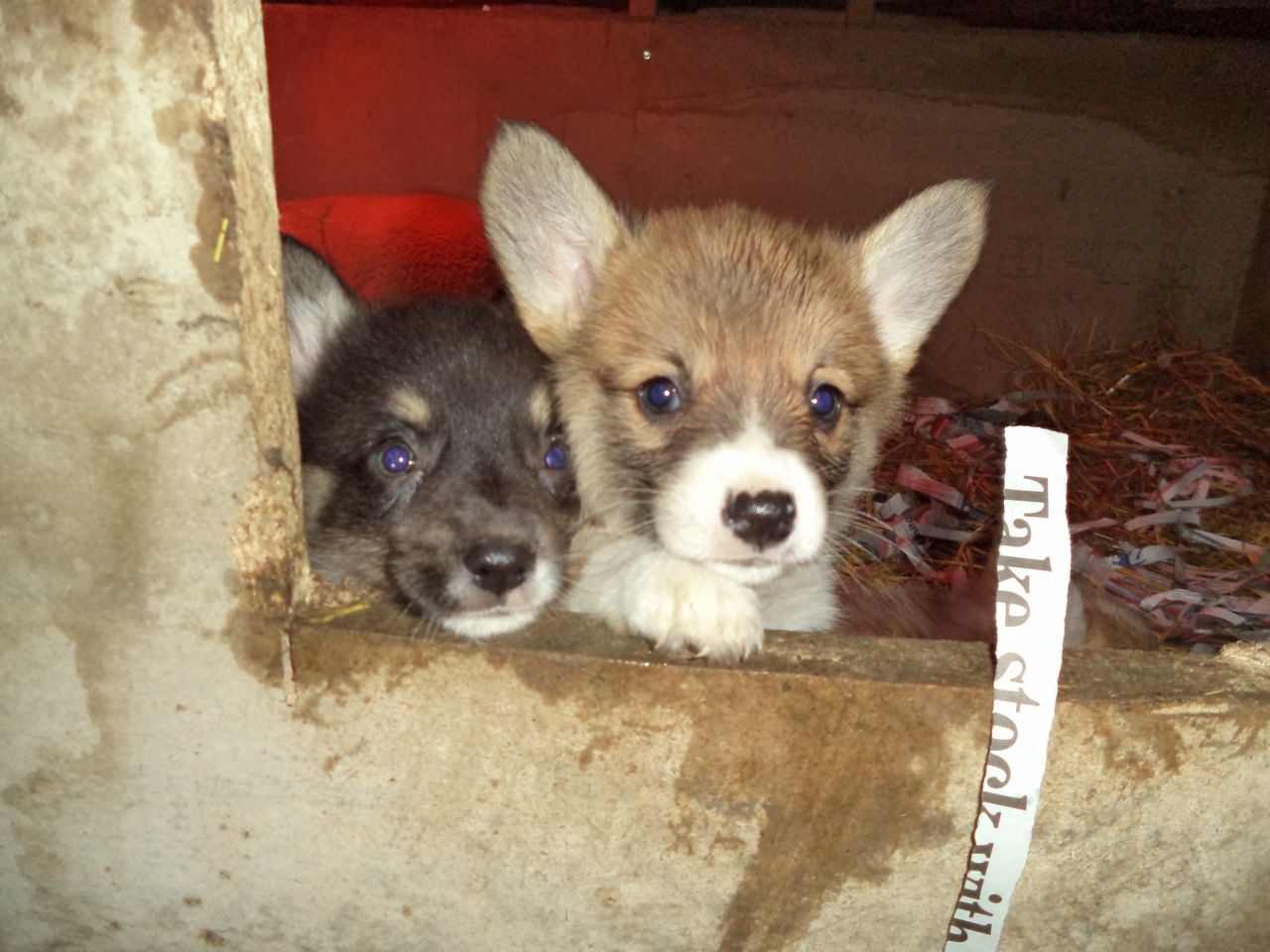 Playful Pembrokshire Corgi Puppies