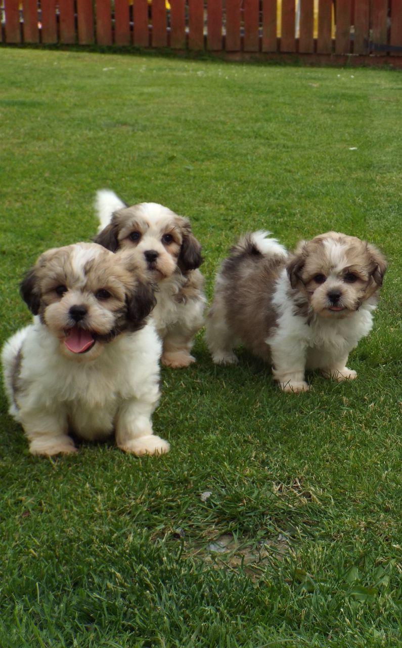 Beautiful Shih Tzu X Bichon Frise Pups