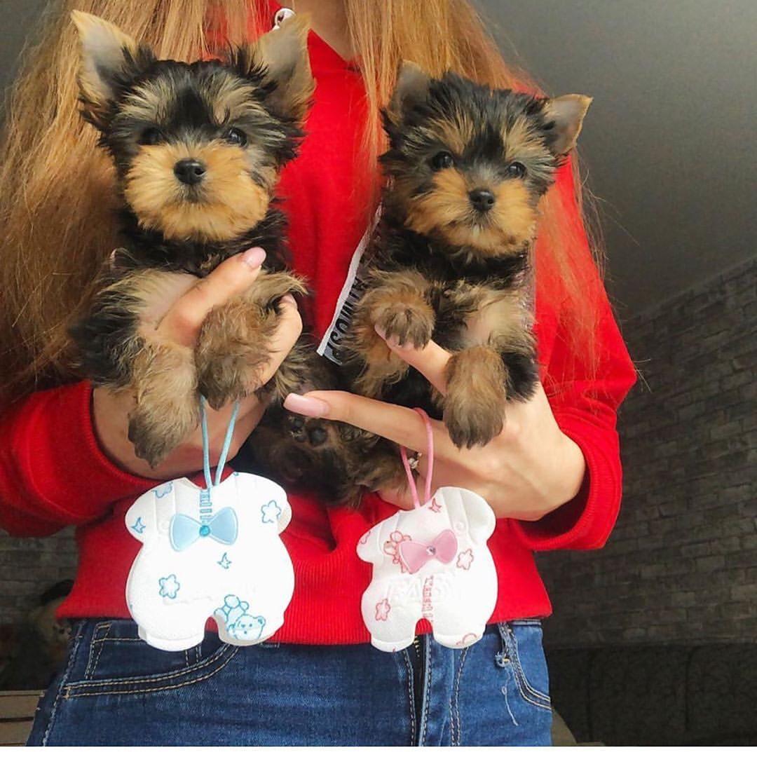 Yorkies Puppies