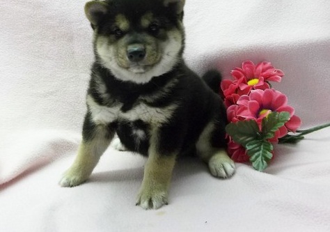 Akc Shiba Inu Puppies For Adoption