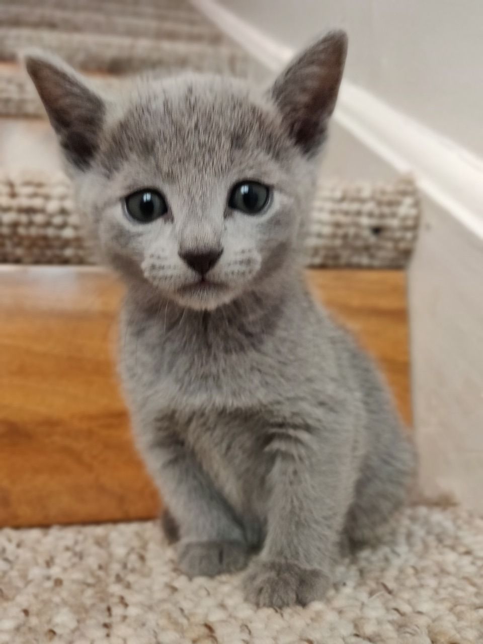 Adorable Russian Blue Kittens