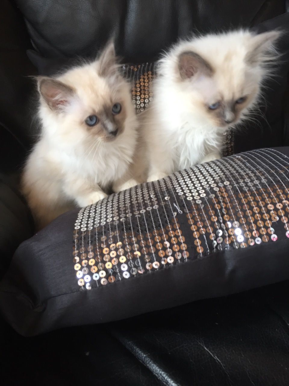 stunning male Birman Kitten 