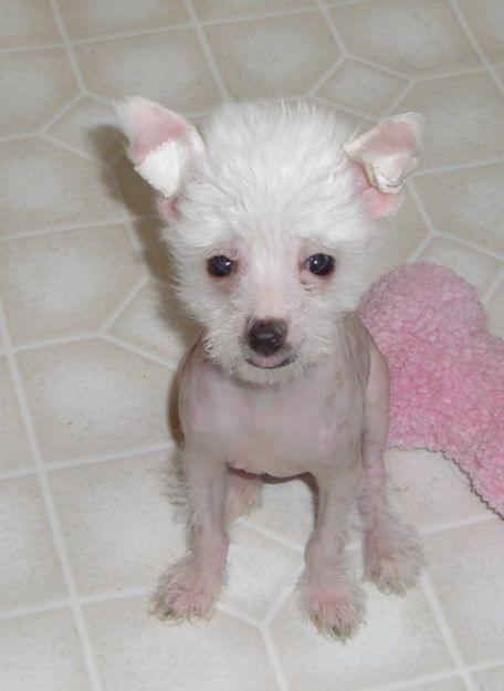 Chinese Crested puppies- please contact
