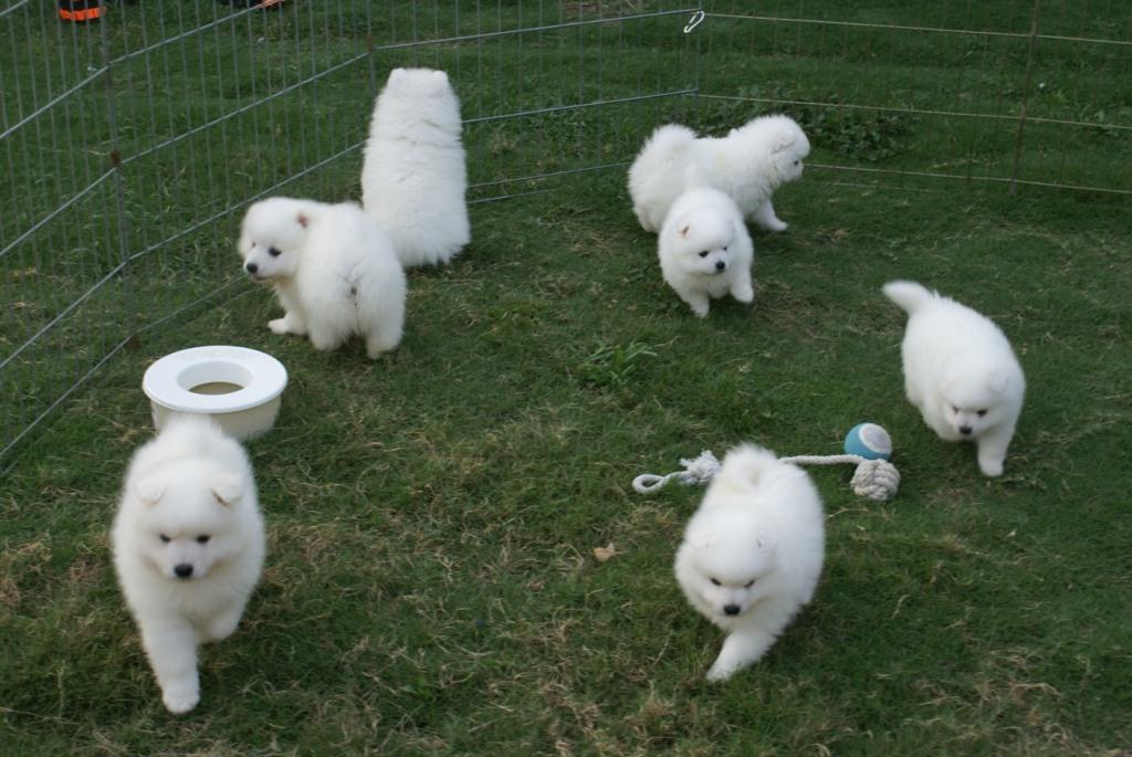 Japanese Spitz puppies