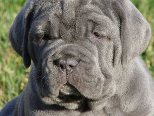 Seven Neopolitan mastiff puppies