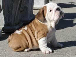 Two Healthy Tiny English Bulldog Puppies