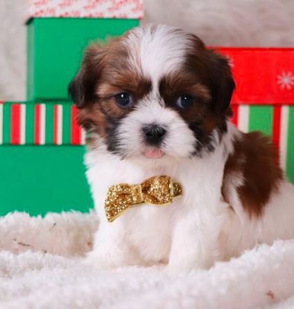 Happy Shih Tzu puppies