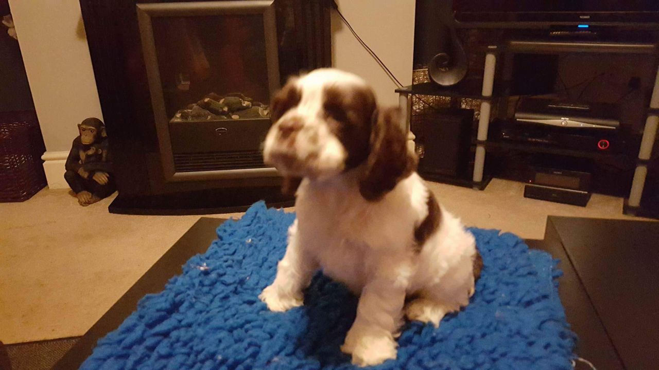 Beautiful American Cocker Spaniel Puppies