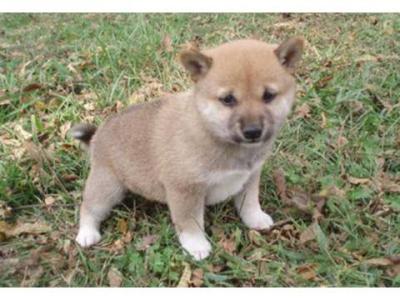 Shiba Inu