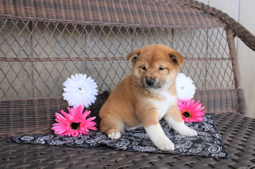 Super Shiba Inu Puppies Available