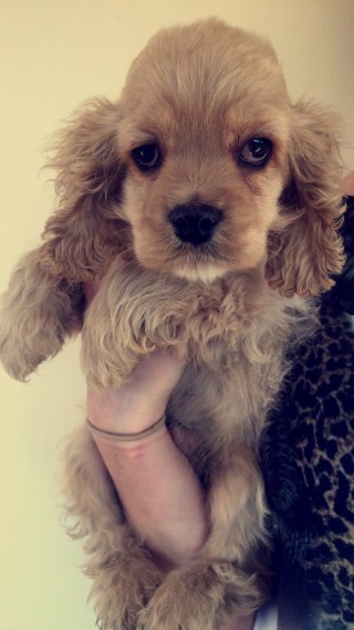 Kennel Club Show Type Cocker Spaniel Pups