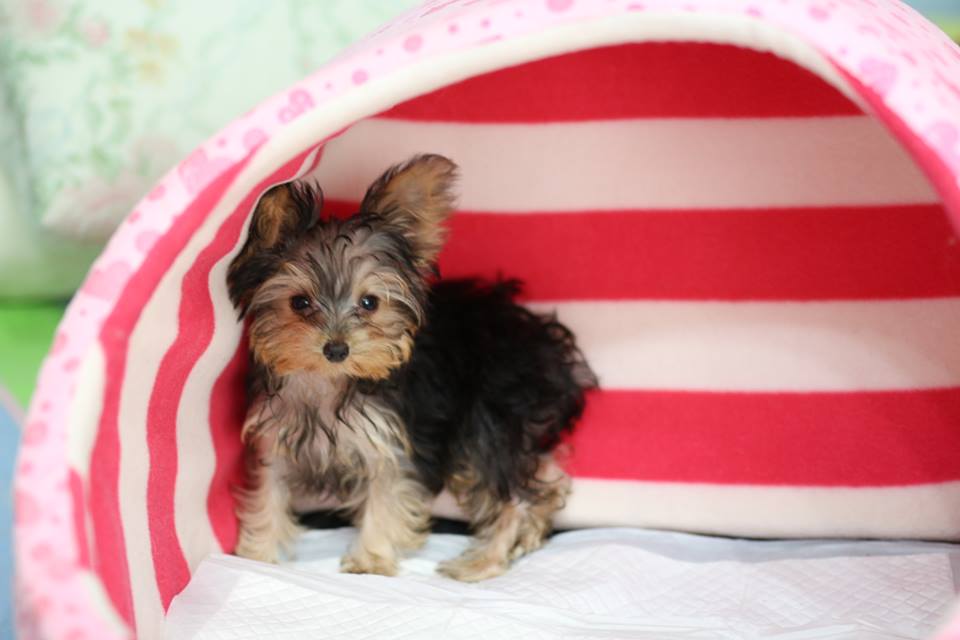 Tea cup yorkshire terrier