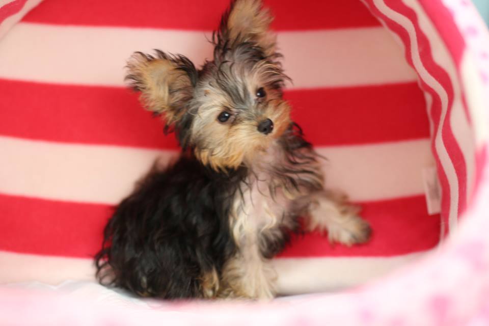 Tiny yorkshire terrier