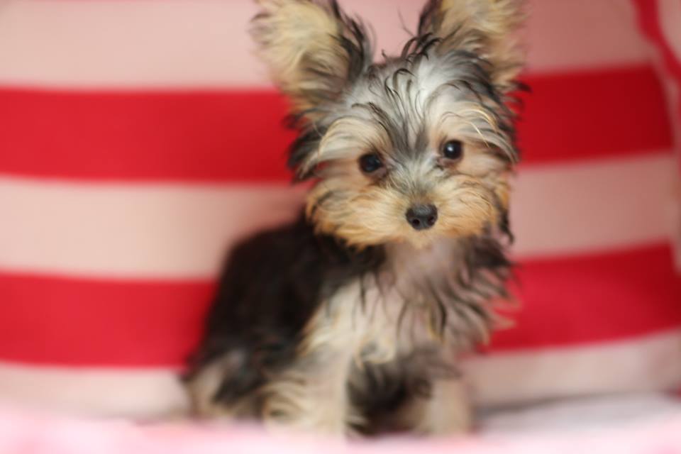 Breeder Yorkshire terrier HK