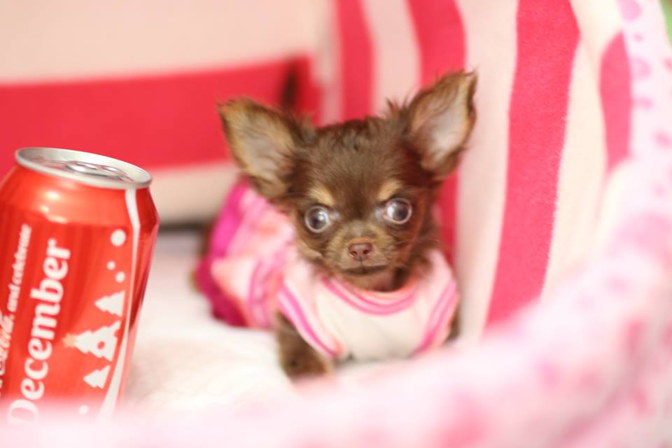 chihuahua puppy