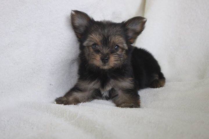 Yorky puppy