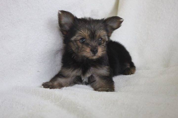 Pups yorkshire terrier