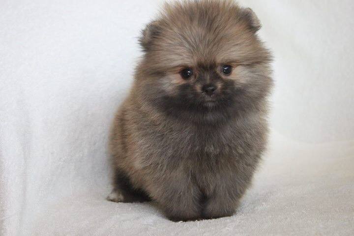 Breeder Pomeranian hk