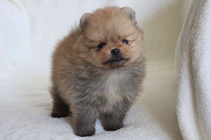 Pomeranian puppies for sale